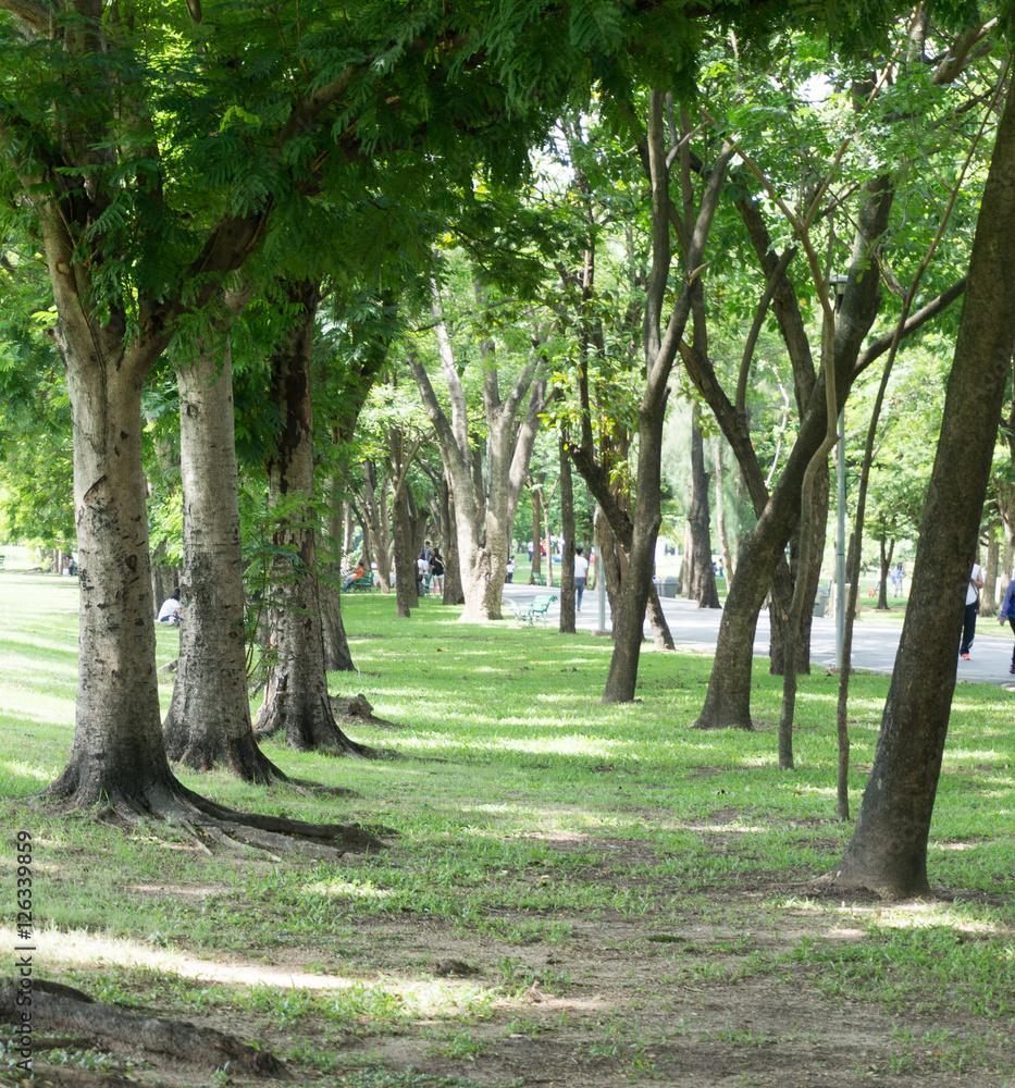 Green park at Vachirabenjatas Park (Rot Fai Park) Bangkok, Thail Green park at Vachirabenjatas Park (Rot Fai Park) Bangkok, Thail