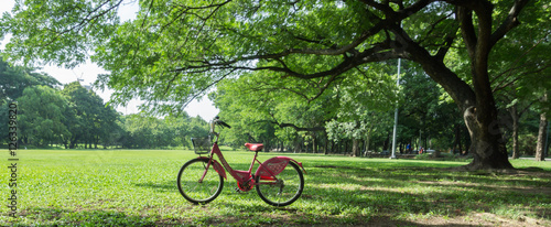 Bicycles in the park