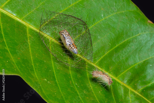 Moth cocoon on the leaf.