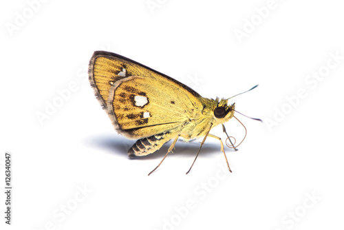 Chestnut Bob butterfly isolated on the white background. © phichak