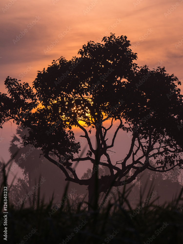 Silhouette Big Tree Silhouette Big Tree