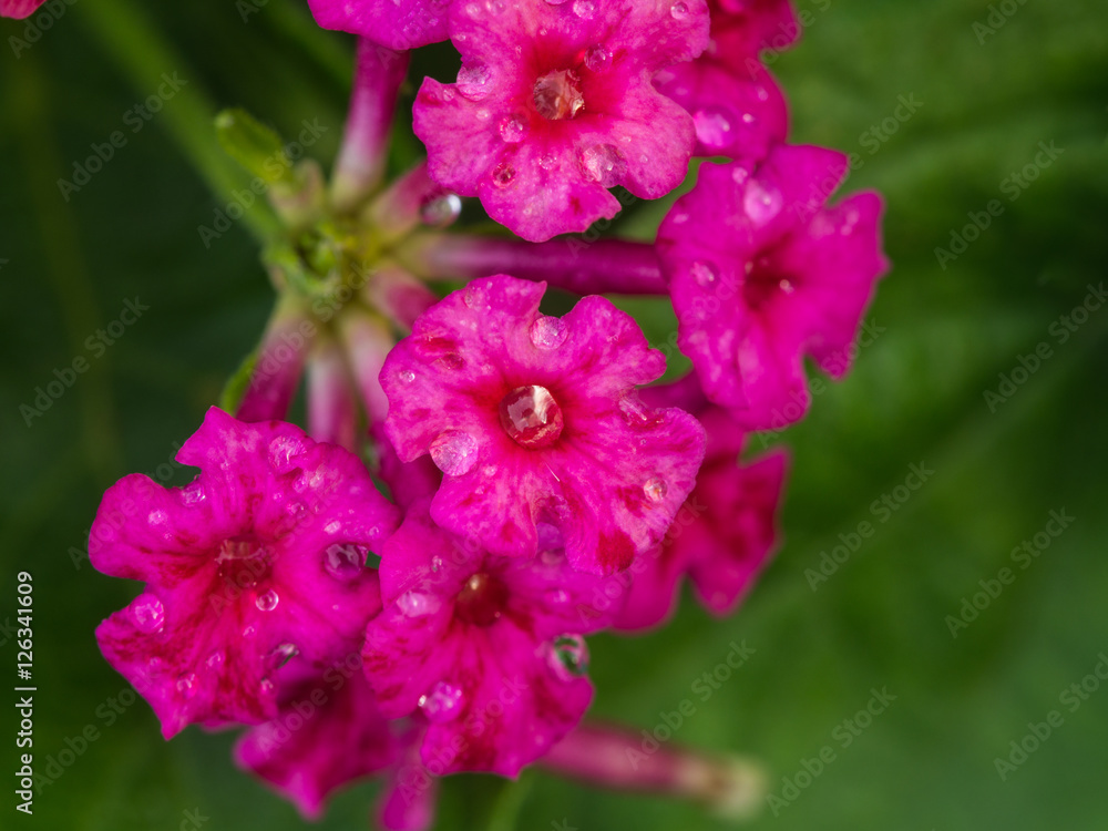 Obraz premium Pink Hedge Flowers after Rain