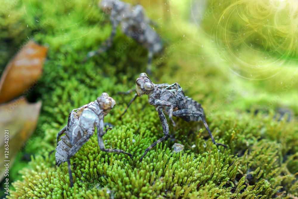 Dragonfly molt on the moss Dragonfly molt on the moss