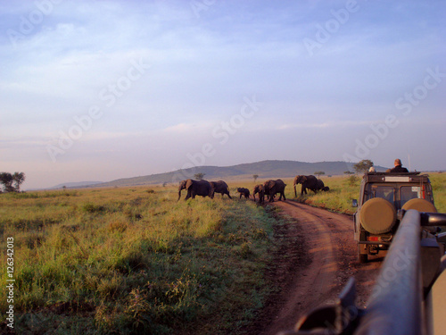 Photography elephants  herd on  savanna