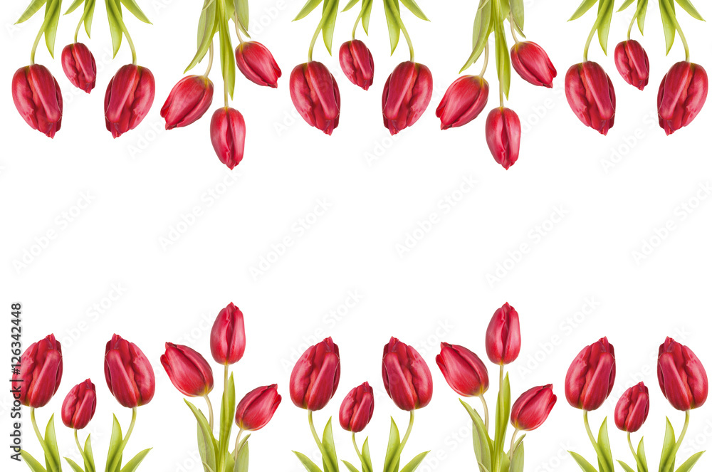 Obraz premium scarlet tulip red flower