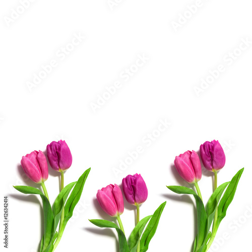 fresh pink tulips