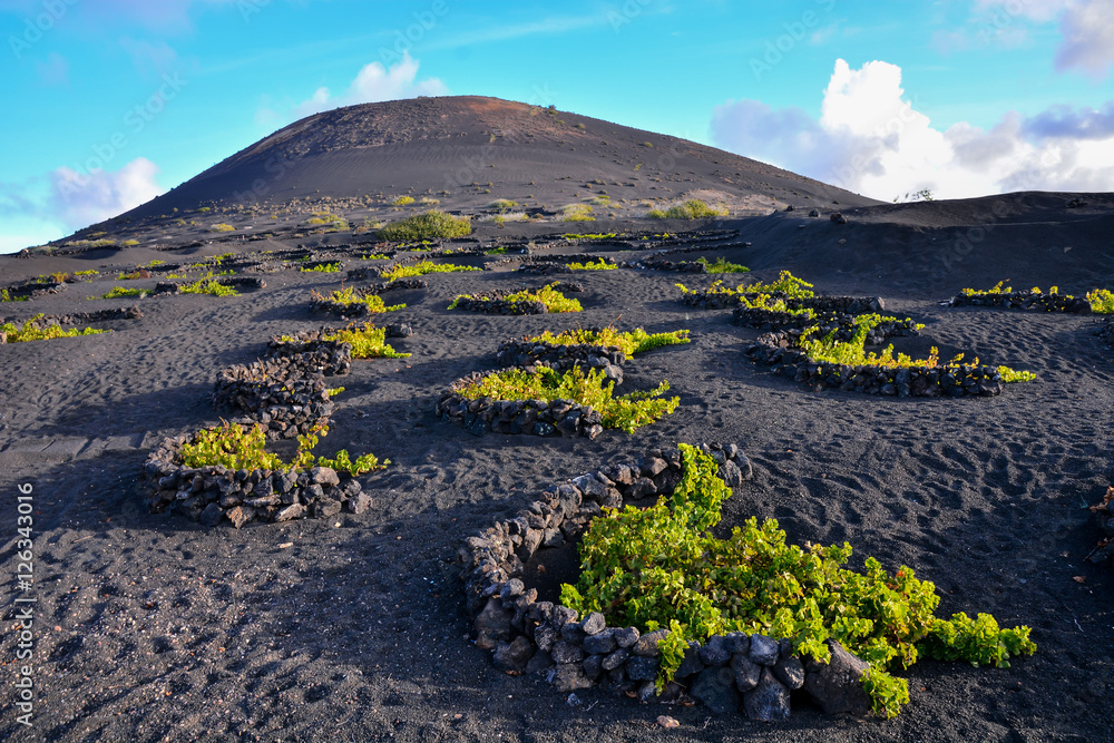 Decke mit Foto mit Weinberge in La Geria auf Lanzarote #126343016
