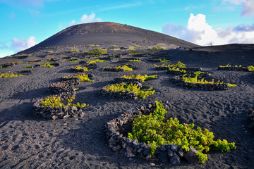 Sierkussen Canarische Eilanden Wijngaarden van La Geria Lanzarote  © underworld