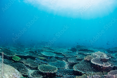 Fototapeta Naklejka Na Ścianę i Meble -  Beautiful Coral Reaf