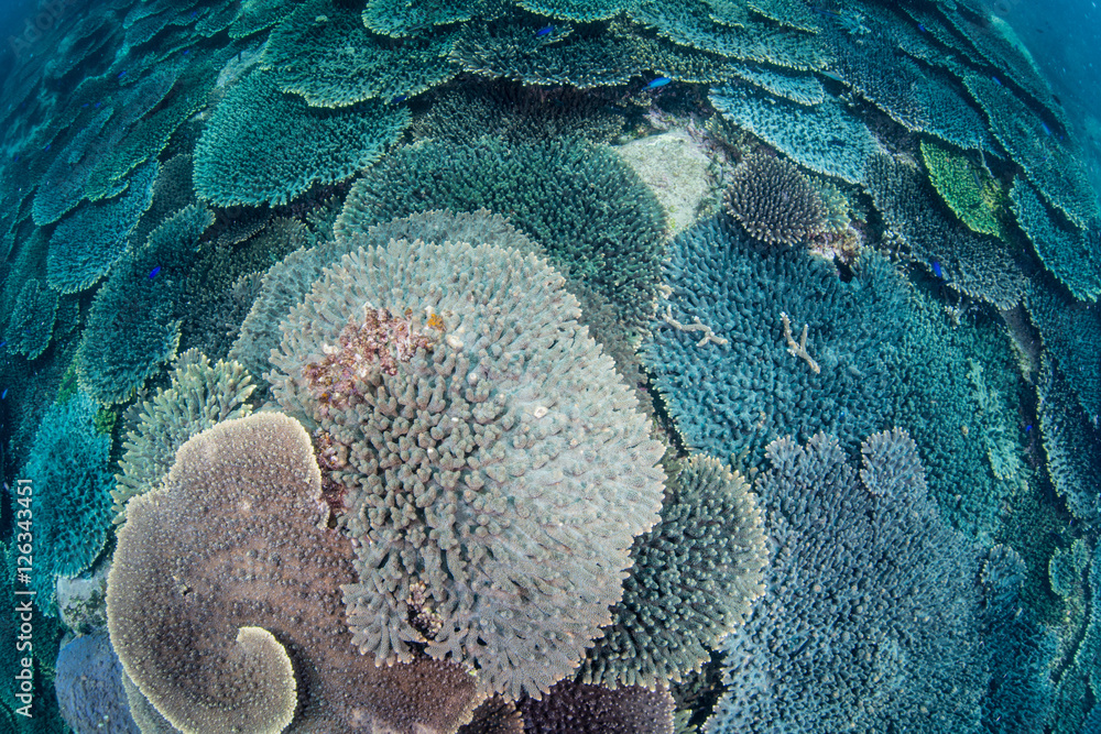Fotografie Beautiful Coral Reaf