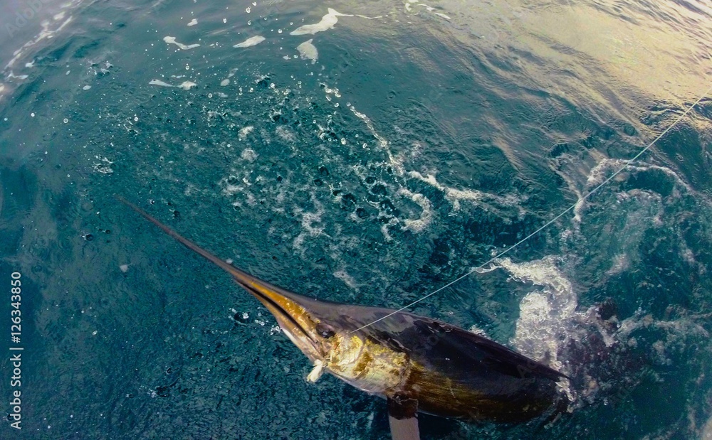 Fototapeta premium Sailfish