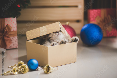 Fototapeta Naklejka Na Ścianę i Meble -  kitten playing in a gift box