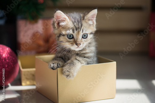 Fototapeta Naklejka Na Ścianę i Meble -  kitten playing in a gift box