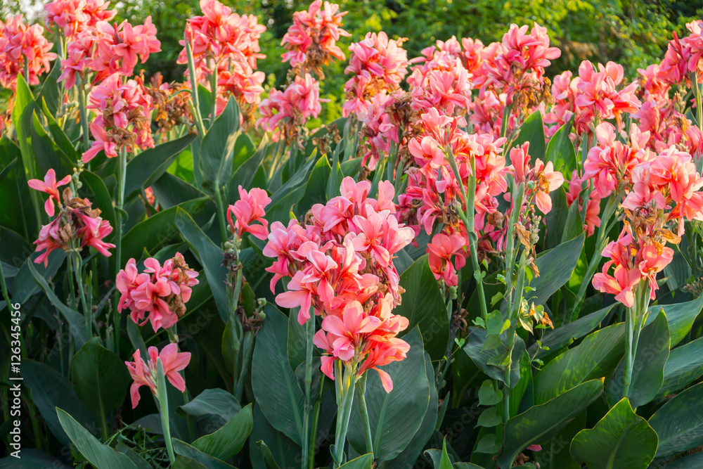 pink canna indica flower