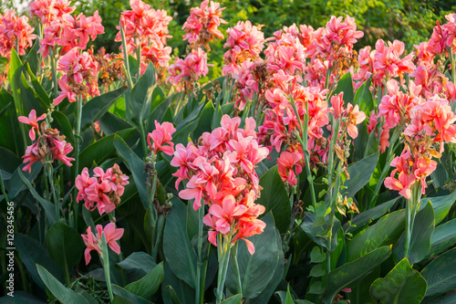 pink canna indica flower