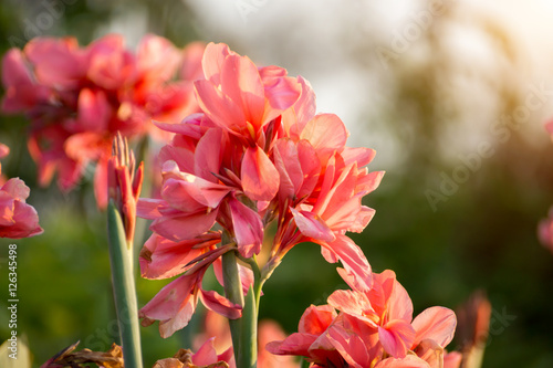 pink canna indica flower