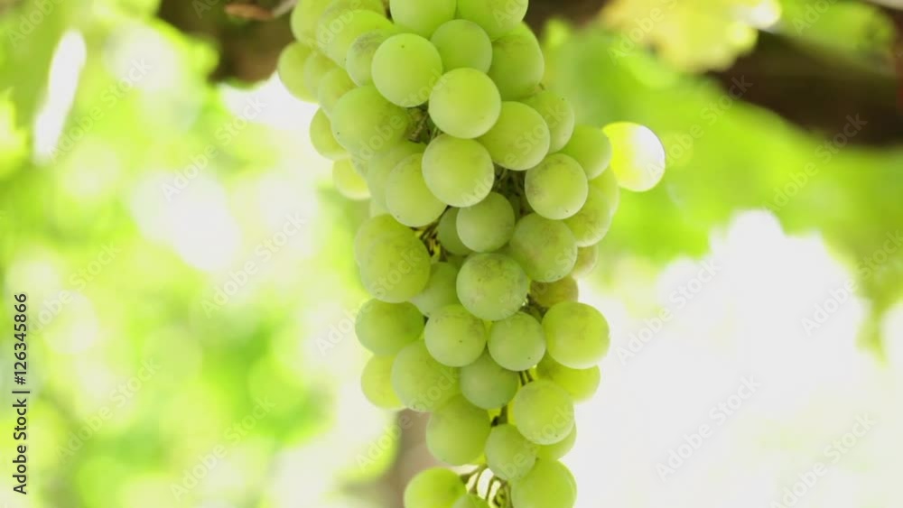 HD 1080: White grape in a vineyard shaking on slow wind; HD 1080: White grape in a vineyard shaking on slow wind;