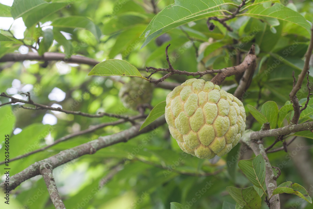 Fresh fruit, custard apple trees on it. Fresh fruit, custard apple trees on it.