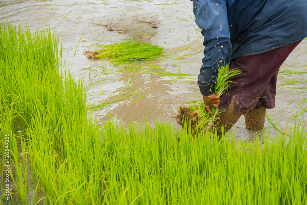 Farmers are planting rice on green fields Farmers are planting rice on green fields