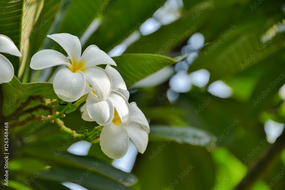 Naklejka premium Plumeria