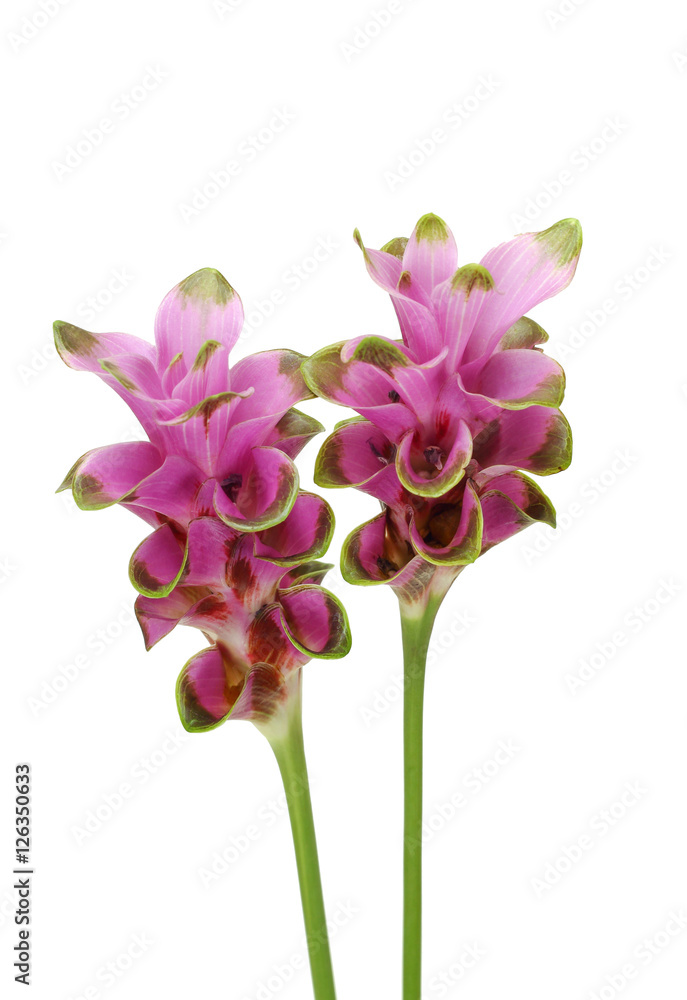 Curcuma alismatifolia on the white background Curcuma alismatifolia on the white background