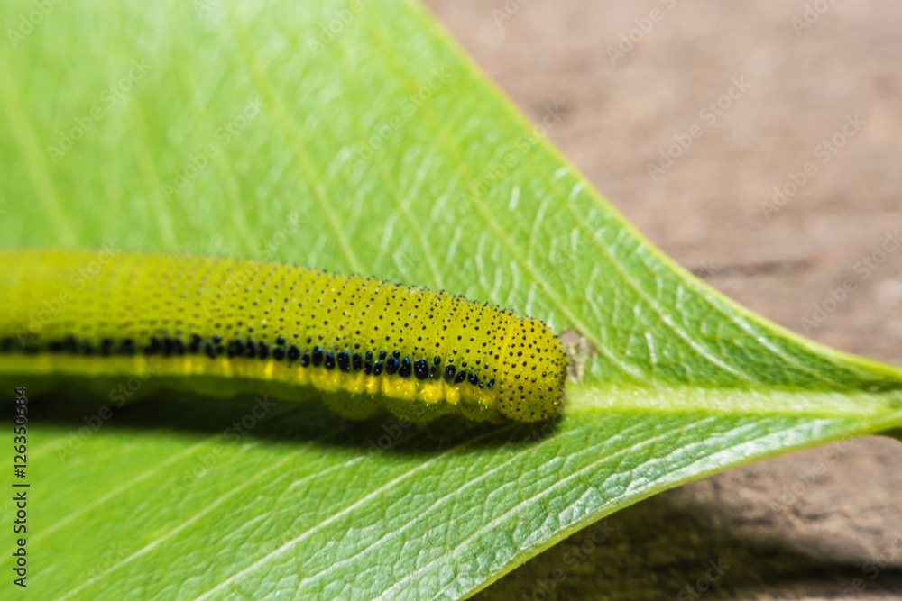 Macro View Lemon Emigrant caterpilla ,green worm Macro View Lemon Emigrant caterpilla ,green worm
