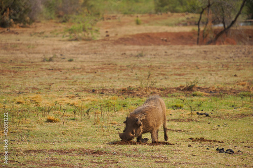 Warthog in nature ,p,South Africa