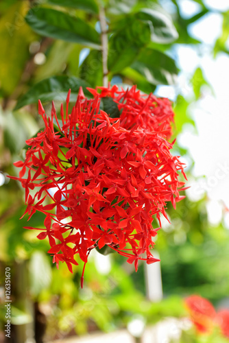 Ixora