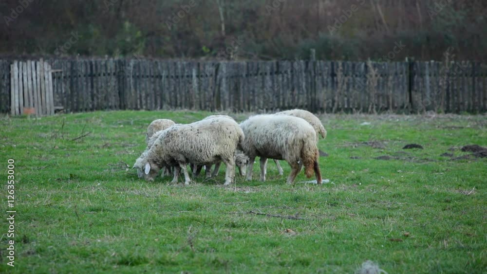 Flock of sheep foraging at farm; Flock of sheep foraging at farm;