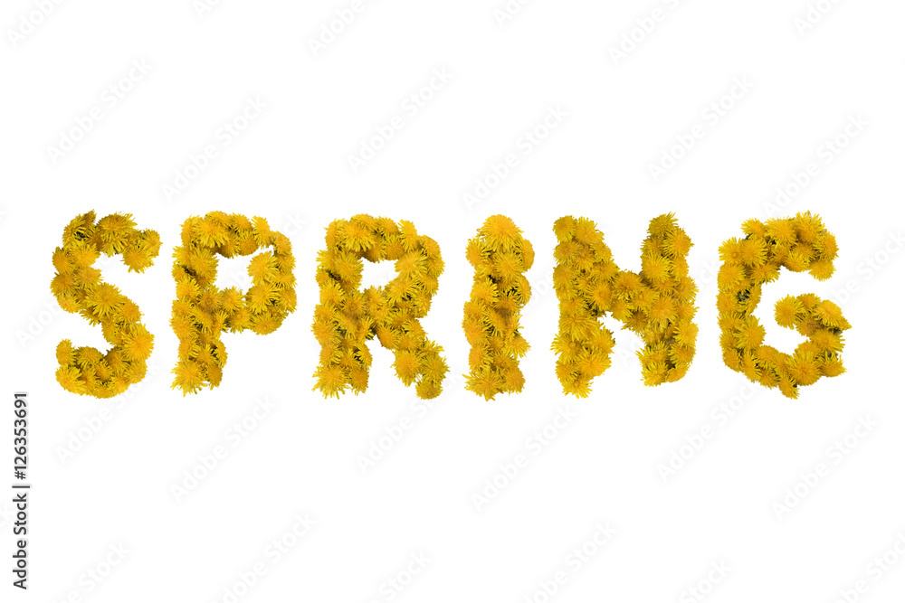 Inscription SPRING  made of yellow dandelions on a white background. Isolated
