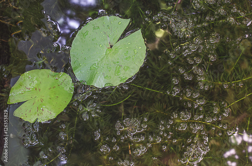 hydrilla aquatic plant close-up photo