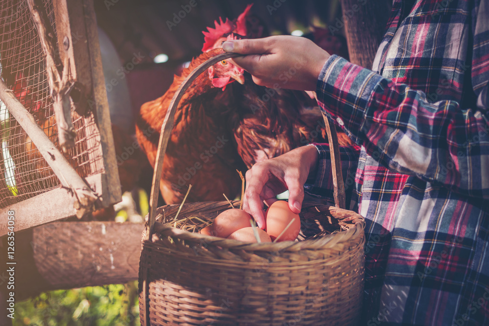 custom made wallpaper toronto digitala woman garner fresh eggs into basket in morning at hen house