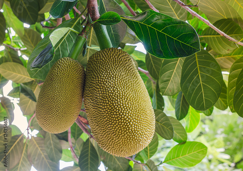 Thai jackfruit on the tree in the garden Close-up