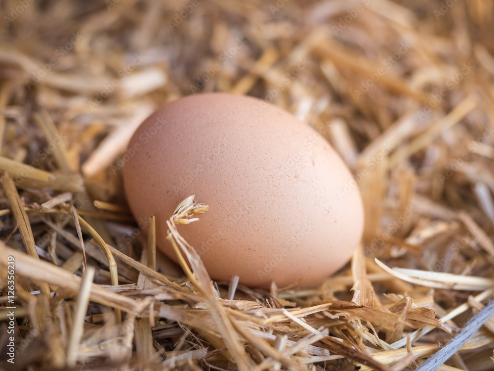 Close-up brown chicken eggs on a bed of straw Close-up brown chicken eggs on a bed of straw