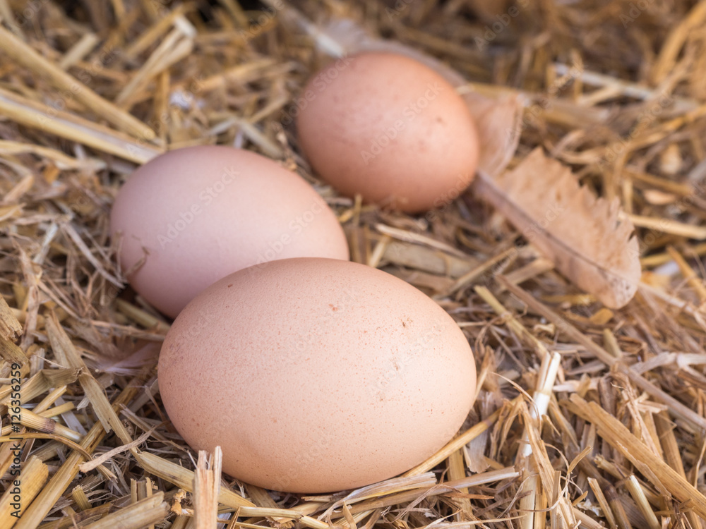 Close-up brown chicken eggs on a bed of straw Close-up brown chicken eggs on a bed of straw
