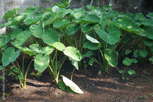 taro plant in plantation photo