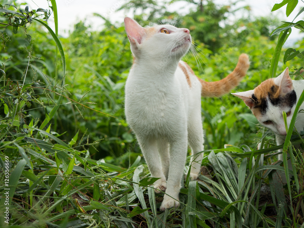 Two cat in the forest,walking and looking something Two cat in the forest,walking and looking something