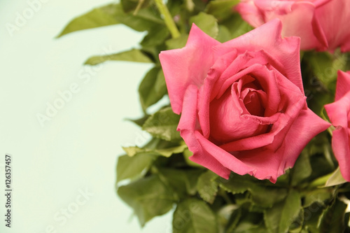 Beautiful pink roses in vintage style on background