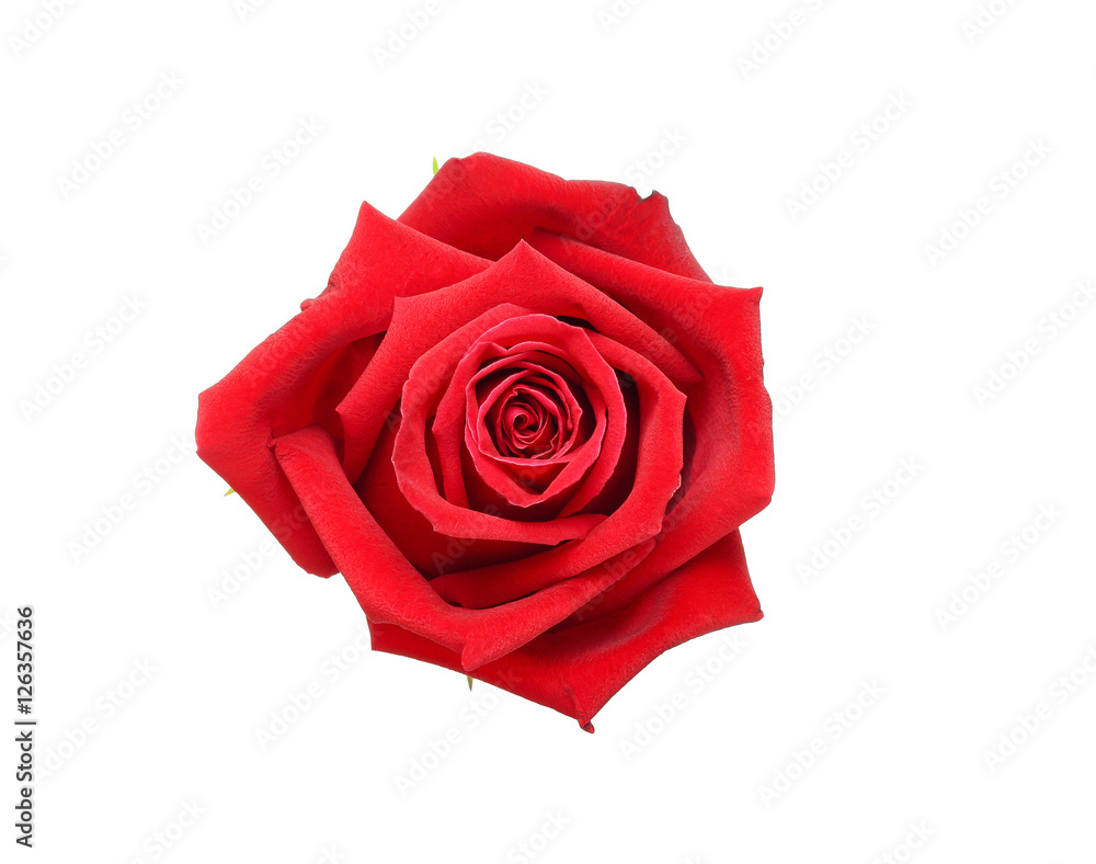 Natural red rose isolated on white background Natural red rose isolated on white background