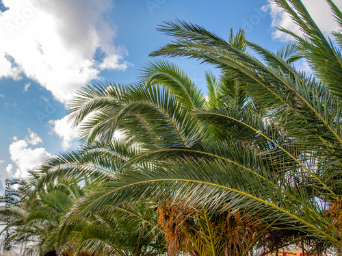 palm leaves on a background of blue sky