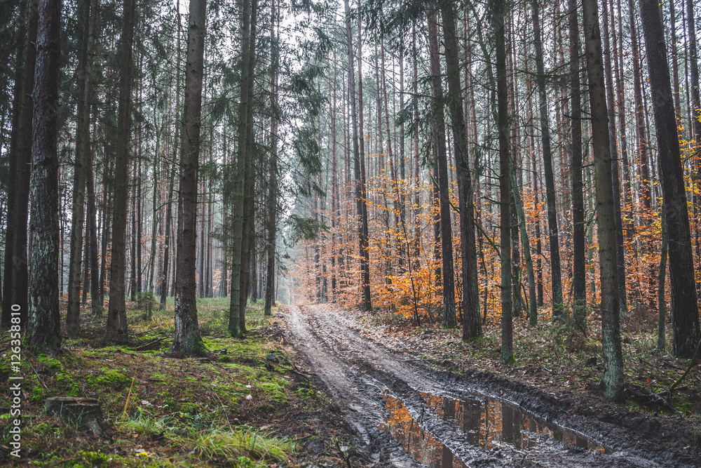 Autumn in Poland