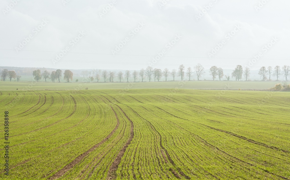 Green field, Poland