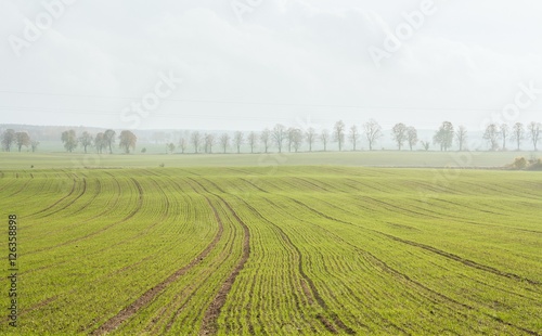 Obraz na płótnie Green field, Poland w salonie