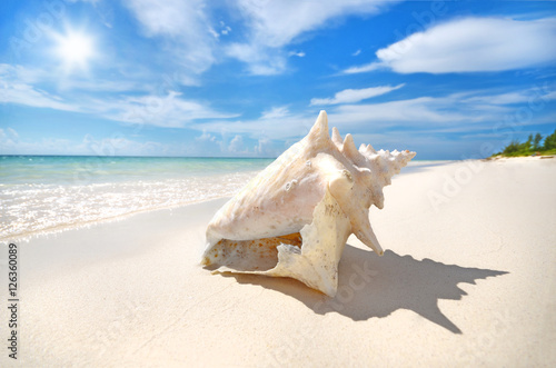 Conch auf den Bahamas