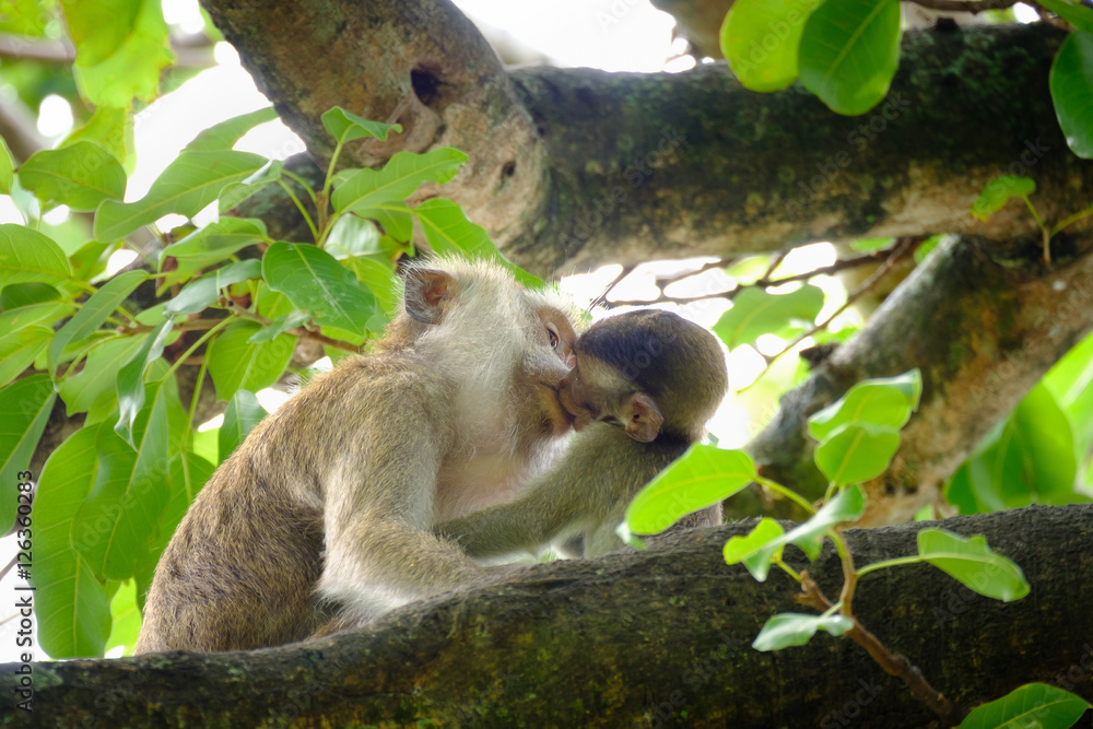 Fototapeta premium Monkeys