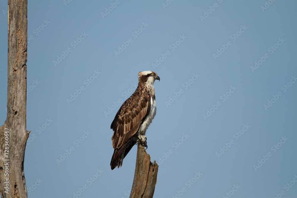 The osprey The osprey