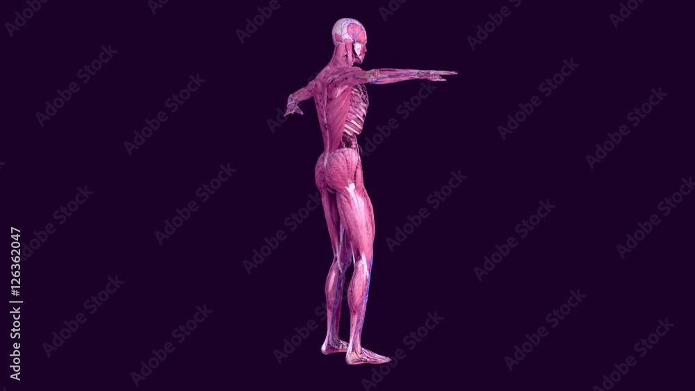 Human anatomy. The anatomical model of a human is rotated around its ...