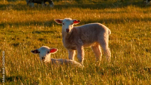 Two Lambs Lying In Grass Looking At The Camera