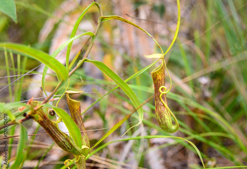 Carnivorous pitcher plant. Nepenthes albomarginata photo