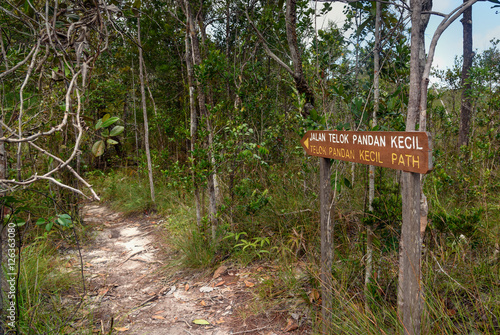 Pointer in Bako National Park © Elena Odareeva